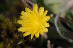 Virginia dwarfdandelion