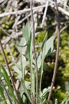 Virginia dwarfdandelion