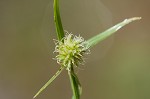 Shortleaf spikesedge