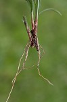 Shortleaf spikesedge