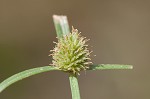 Shortleaf spikesedge