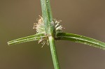 Shortleaf spikesedge