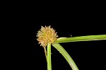 Pasture spikesedge