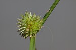 Pasture spikesedge