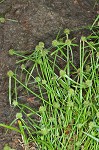 Pasture spikesedge