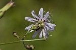 Woodland lettuce