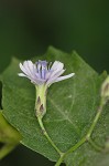 Woodland lettuce