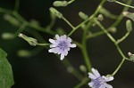 Woodland lettuce