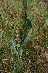 Prickly lettuce