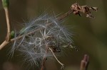 Prickly lettuce