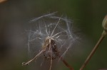 Prickly lettuce