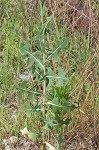 Prickly lettuce