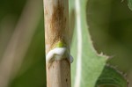 Prickly lettuce