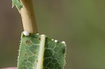 Prickly lettuce