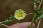 Prickly lettuce