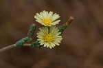 Prickly lettuce