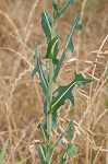 Prickly lettuce