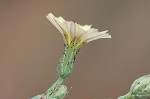 Prickly lettuce