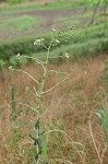 Prickly lettuce