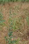 Prickly lettuce