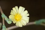 Prickly lettuce