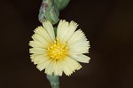 Prickly lettuce