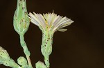 Prickly lettuce