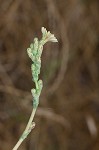 Prickly lettuce