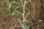 Prickly lettuce