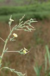 Prickly lettuce