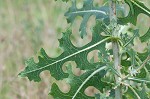 Prickly lettuce