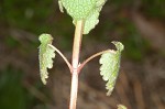 Purple deadnettle