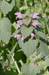 Purple deadnettle