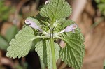 Purple deadnettle