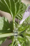 Purple deadnettle