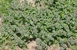 Purple deadnettle