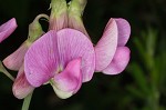 Everlasting pea