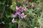 Everlasting pea