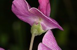 Everlasting pea