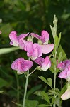 Everlasting pea