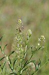 Virginia pepperweed