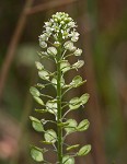 Virginia pepperweed