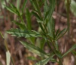 Virginia pepperweed