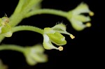 Virginia pepperweed