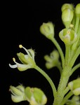 Virginia pepperweed