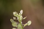 Virginia pepperweed