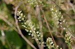 Virginia pepperweed