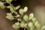 Virginia pepperweed