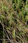 Virginia pepperweed