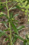 Virginia pepperweed